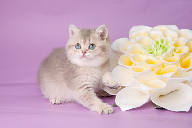 Leuk grappig klein katje met een bloem op een paarse achtergrond