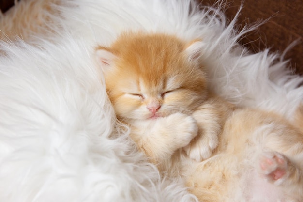 Leuk grappig klein katje slaapt liggend op zijn rug op een bontdeken