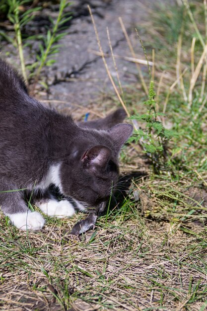 Leuk grijs katje heeft een kleine muis gevangen