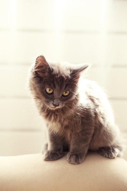 Leuk grijs katje op bank thuis