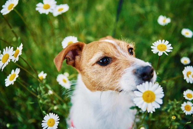 Leuk hondportret op de zomerweide met groen gras