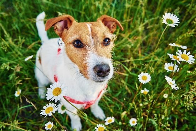 Leuk hondportret op de zomerweide met groen gras