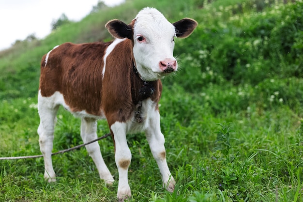 Leuk kalf dat in het groene gras van de weide ligt.