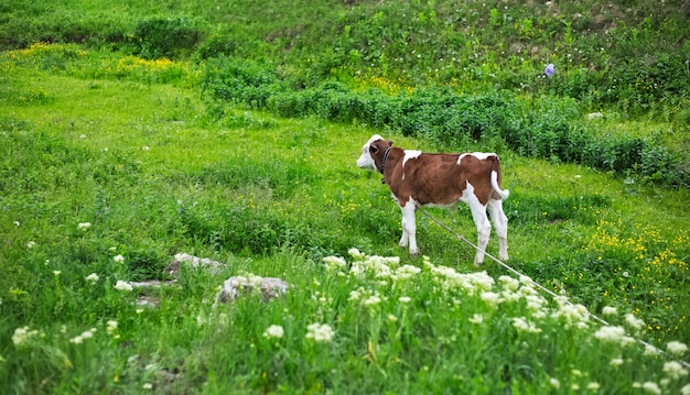 Leuk kalf dat in het groene gras van de weide ligt.