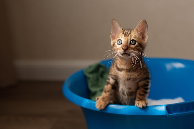 Leuk katje Bengal slaapt met een blauwe wasbak met wasgoed Huisdieren