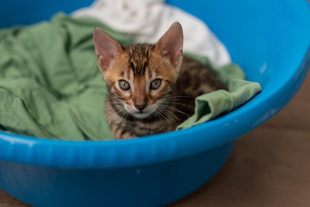 Leuk katje Bengal slaapt met een blauwe wasbak met wasgoed Huisdieren