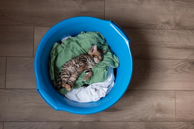 Leuk katje Bengalen ligt met een blauwe wasbak met wasgoed Huisdieren