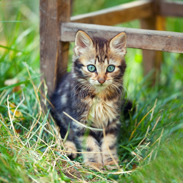 Leuk katje dat in een hoog gras in de tuin blijft