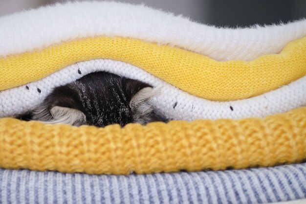 Leuk katje en stapel gebreide truien, gezellige herfstkat koestert zich in een warme deken, slechte verwarming in de winter