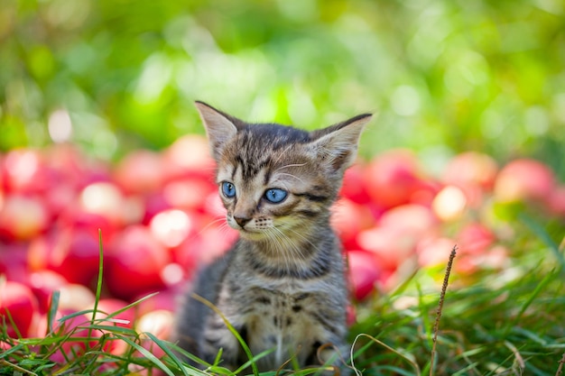 Leuk katje in de appelboomgaard