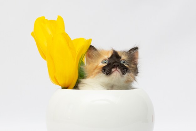 Leuk katje in kruik met gele bloemen op witte achtergrond