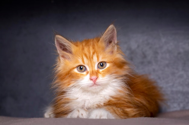 Leuk katje in oranje kleur, Maine Coon-katje.