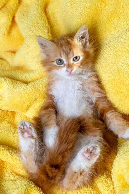 Leuk katje in oranje kleur, Maine Coon-katje