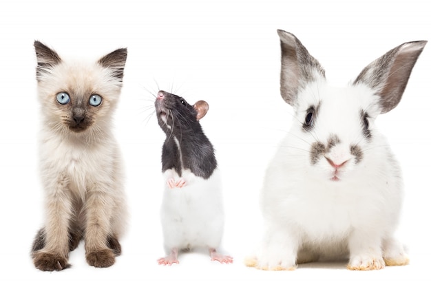 Leuk katje, konijn en rat poseren geïsoleerd