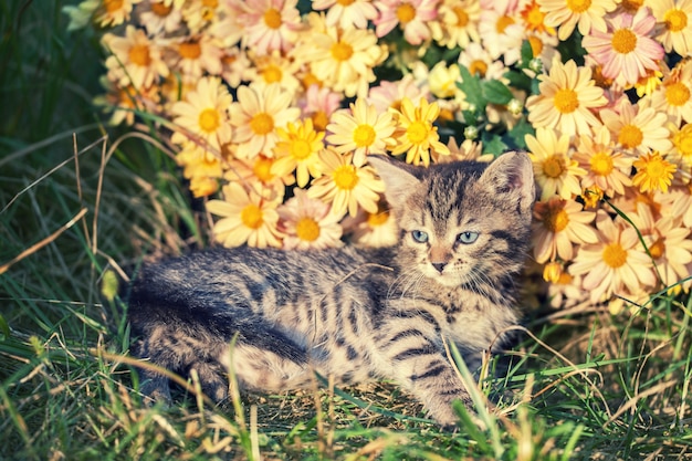 Leuk katje ontspannen buiten in bloemen in de tuin