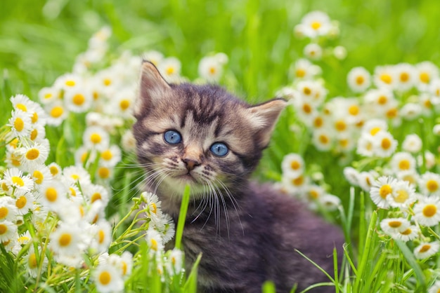 Leuk katje ontspannen in bloemen