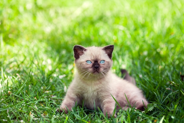 Leuk katje ontspannen op het gras