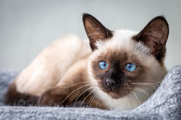 Leuk Katje Siamese kat binnen