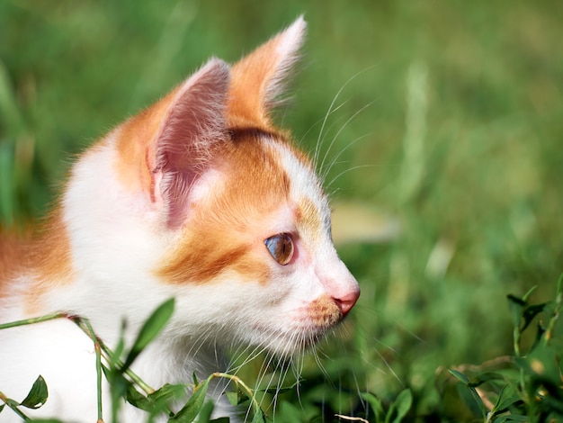 Leuk katje spelen in de tuin