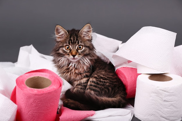 Leuk Katje spelen met rol wc-papier