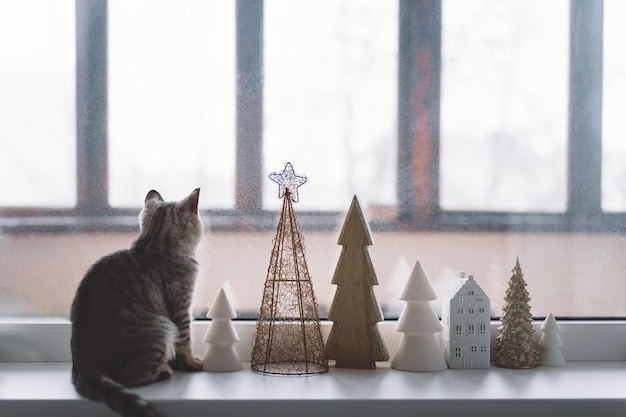 Leuk katje van de Schotse hetero zit op de vensterbank bij het raam Gezellig huis met decoratieve kerstbomen Sweet home Wintervakantie levensstijl