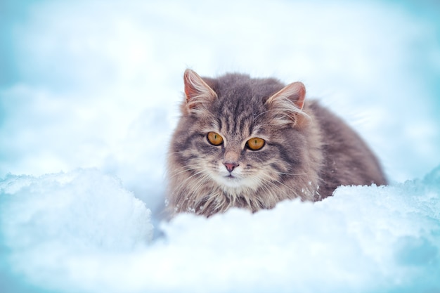 Leuk katje zittend in de sneeuwbank