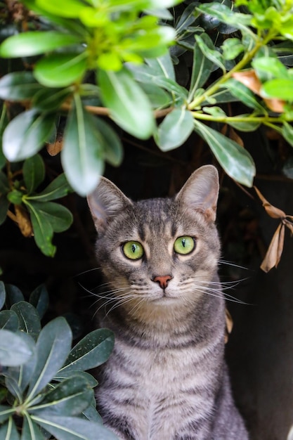 Leuk kattenportret achter bladeren. Mooie verdwaalde kat met groene ogen kijkt naar de camera.