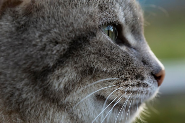 Leuk kattensnuitprofiel buitenshuis