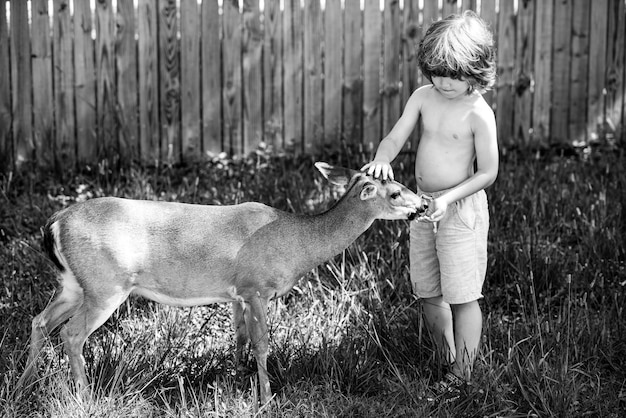 Leuk kind dat een reekalf voedt. Mooie jongen met sierlijk dier in het park of in het bos. Aanpassing van kinderen.