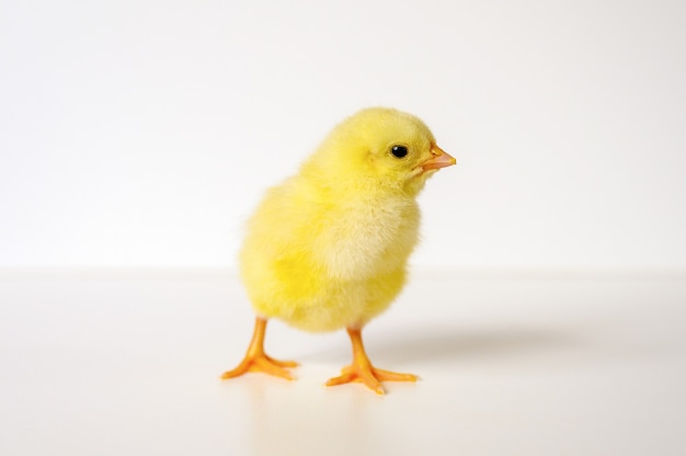 Leuk klein klein pasgeboren geel babykuiken op witte muur