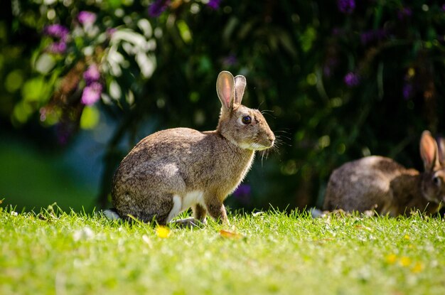 Leuk klein konijn in de tuin op een onscherpe achtergrond