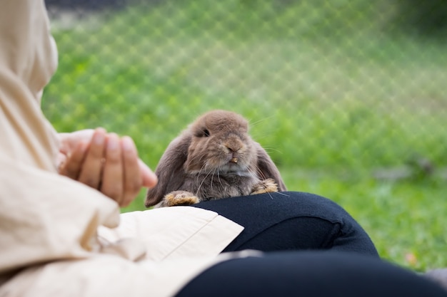 Leuk konijn dat korrelvoedsel van de hand van de eigenaarvrouw eet. hongerig konijn dat voedsel in de weide eet. eigenaar voert voedsel aan haar konijnen. vriendschap met paashaas.