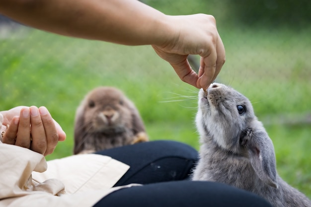 Leuk konijn dat korrelvoedsel van de hand van de eigenaarvrouw eet. Hongerig konijn dat voedsel in de weide eet. Eigenaar voert voedsel aan haar konijnen. Vriendschap met paashaas.