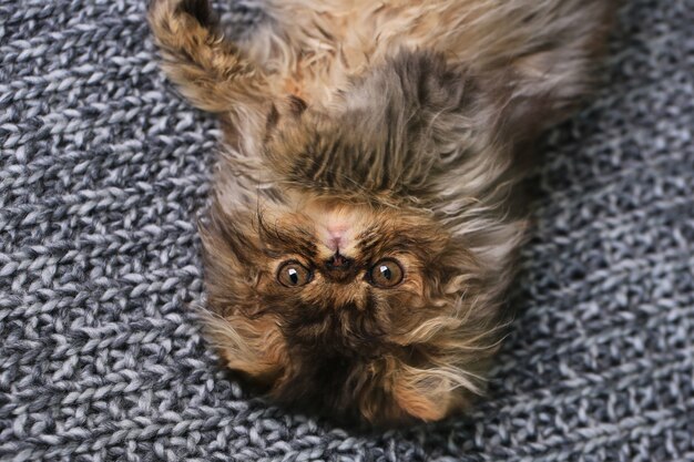 Leuk Perzisch katje dat op een gebreide deken ligt