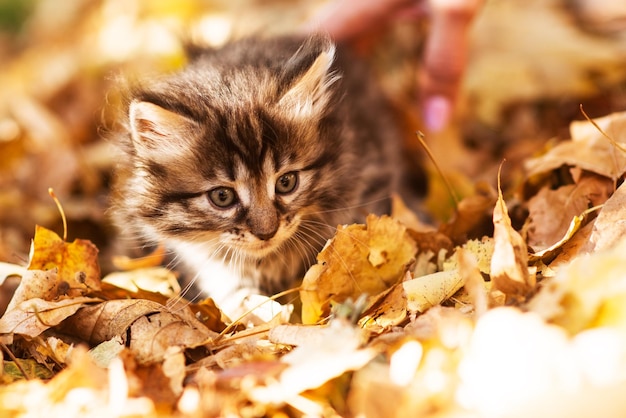 Leuk pluizig katje onder gele bladeren in de herfst