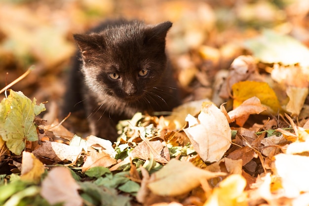 Leuk pluizig katje onder gele bladeren in de herfst