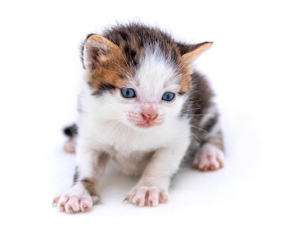 Leuk pluizig katje op witte geïsoleerde achtergrond Magische kat