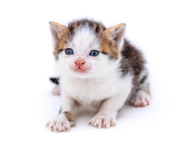 Leuk pluizig katje op witte geïsoleerde achtergrond Magische kat