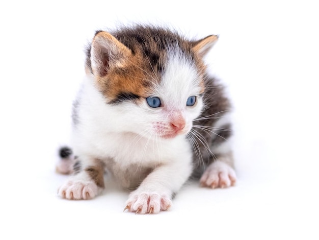 Leuk pluizig katje op witte geïsoleerde achtergrond Magische kat