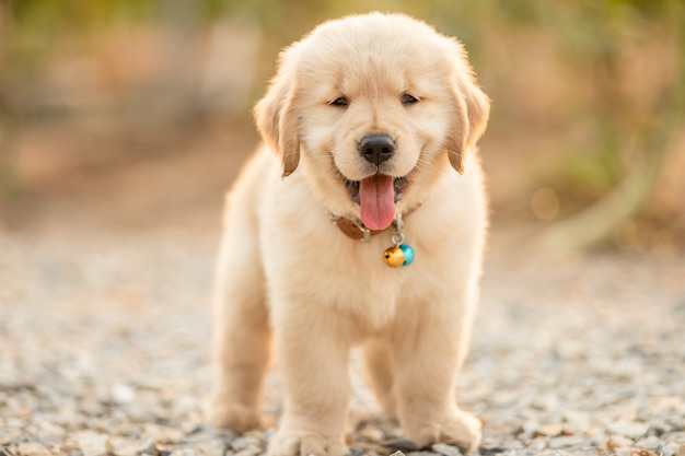 Leuk puppy die (Golden retriever) zich in de openluchttuin bij het onduidelijke beeld bevinden