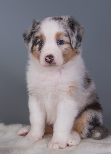 Leuk Rood het puppyportret van Merle Australian Shepherd