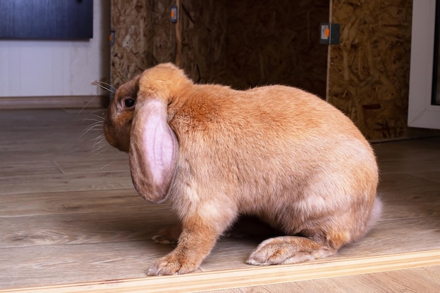 Leuk rood huiskonijn in de kamer