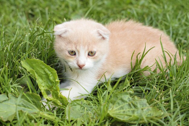 Leuk rood katje dat in groen gras ligt, buiten schot, kleine scherptediepte.