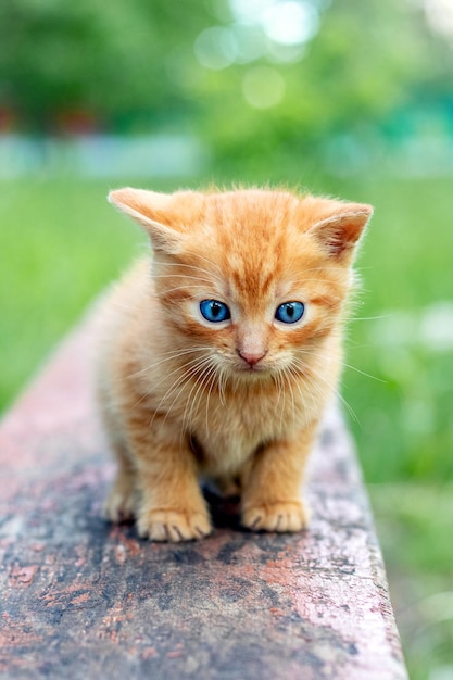 Leuk rood katje in de tuin op een bank