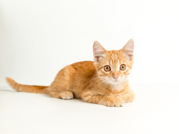 Leuk rood katje op een witte achtergrond. Speels en grappig huisdier. Ruimte kopiëren.