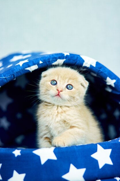 Leuk roodharig katje in het blauwe kattenhuis in de kamer