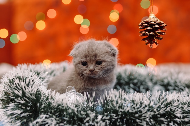Leuk Schots katje met Kerstmisachtergrond