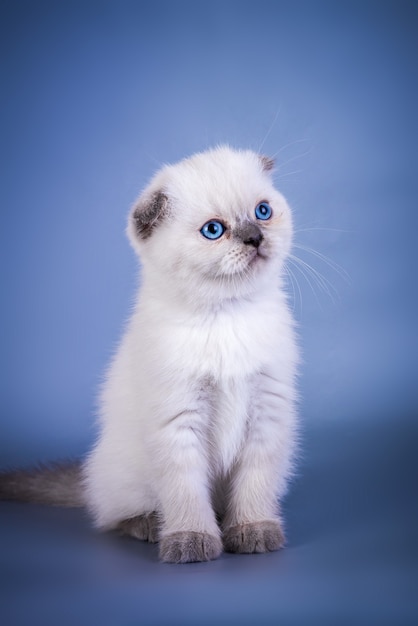 Leuk scottish fold shorthair silver colour point kitten met blauwe ogen.