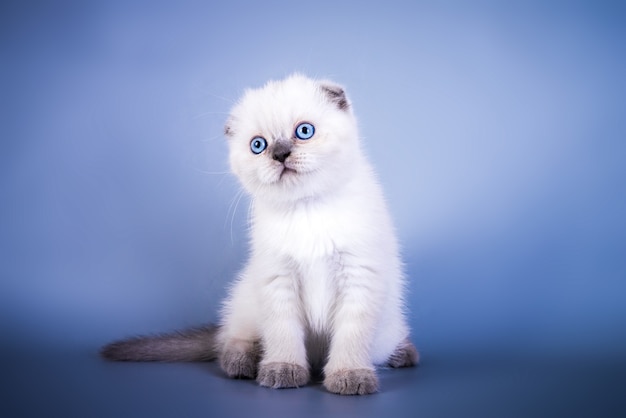 Leuk scottish fold shorthair silver colour point kitten met blauwe ogen.