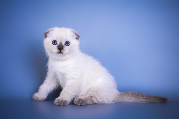 Leuk scottish fold shorthair silver colour point kitten met blauwe ogen.